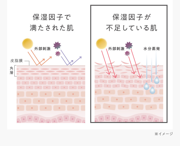 保湿因子で満たされた肌 外部刺激 皮脂膜 角層 保湿因子が不足している肌 外部刺激 水分蒸発 ※イメージ