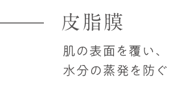 皮脂膜 肌の表面を覆い、水分の蒸発を防ぐ