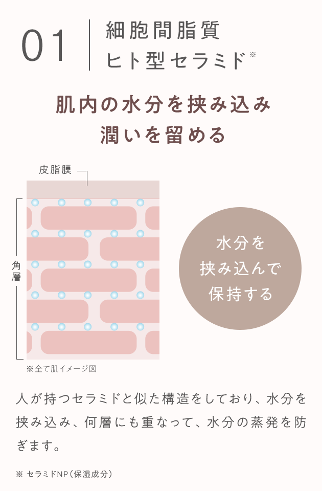 01 細胞間脂質 ヒト型セラミド※ 肌内の水分を挟み込み潤いを留める 皮脂膜 角層 ※全て肌イメージ図 水分を挟み込んで保持する 人が持つセラミドと似た構造をしており、水分を挟み込み、何層にも重なって、水分の蒸発を防ぎます。 ※セラミドNP(保湿成分)