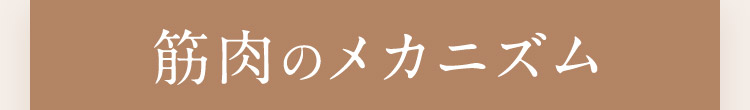 筋肉のメカニズム