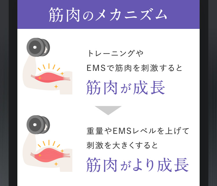 筋肉のメカニズム