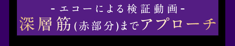 エコーによる検証動画