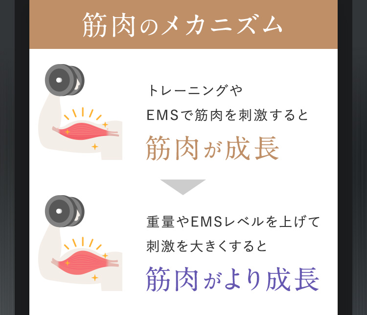 筋肉のメカニズム