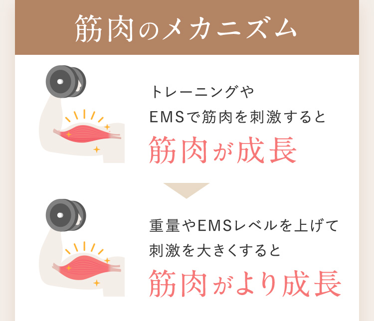 筋肉のメカニズム