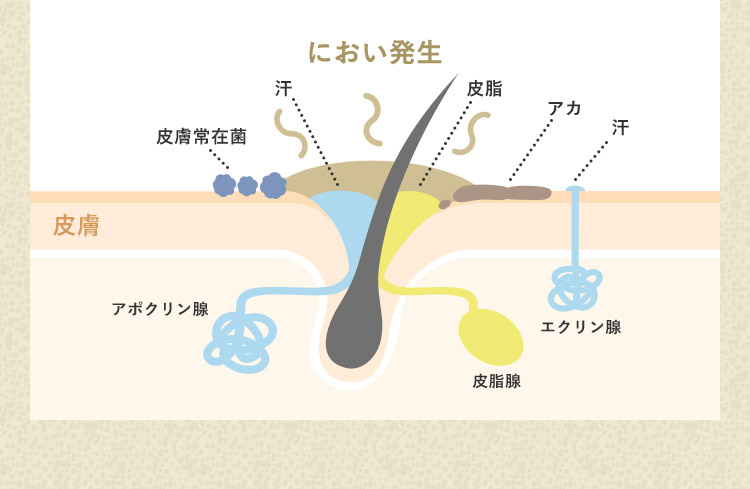 皮脂の図